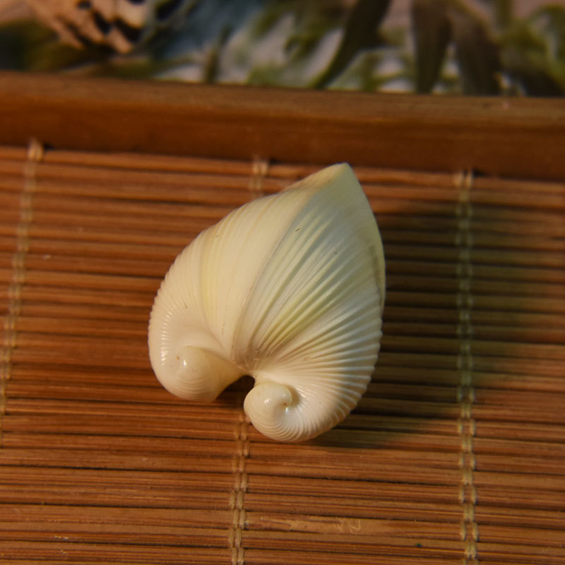 Marine Aquarium & Regional Centre Photos - Coquille de cardium cardissa naturelle-coquillage en