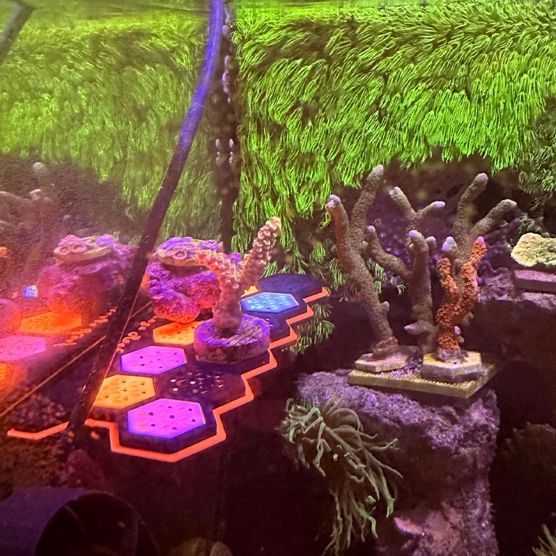 Support magnétique fluorescent - Coral Frag Plug avis et prix