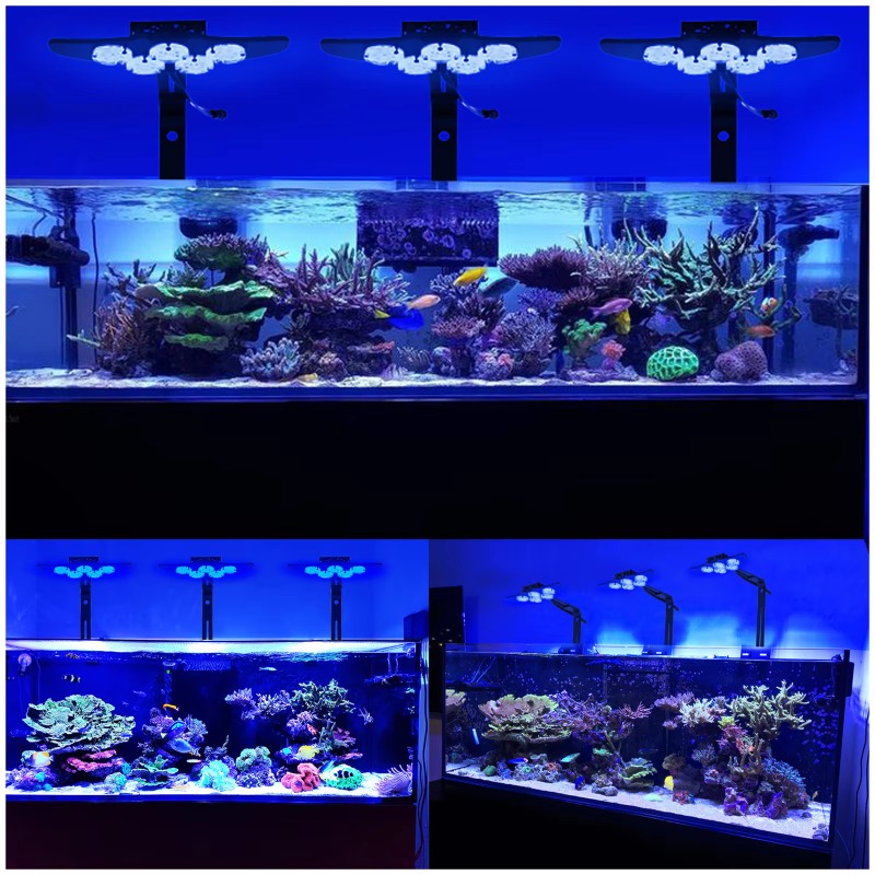 Lampe LED marine haute luminos - Marine Aquarium App avis et prix