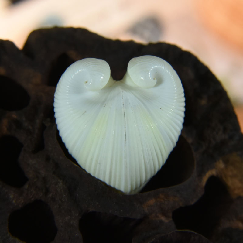 Coquille de cardium cardissa n - Marine Aquarium & Regional Centre Photos avis et prix