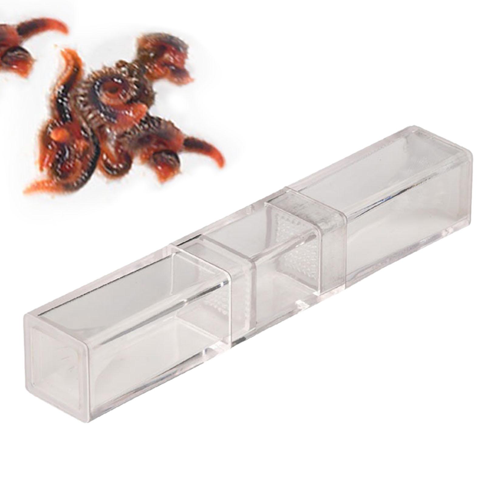 Capteur Planaria d'aquarium po - Marine Aquarium Worms avis et prix